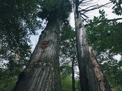 -天目山大树王景区