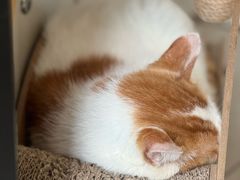 -平行世界·猫咖(首经贸店)