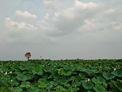 -七的湖·晚芳亭·阳澄湖农家菜·大闸蟹(莲花岛店)