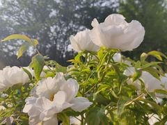 -郑州植物园
