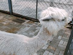 -长白岛森林公园