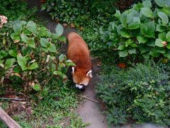 -都江堰中华大熊猫苑