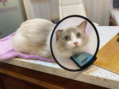 -宠爱国际动物医院·消化内科·心肾内科·ISFM猫友好(望京店)