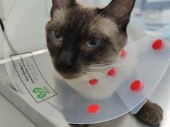 -北京恒爱动物医院(清景园分院)