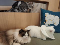 -CAT’S MEWSTAR CAFE·喵星球猫屋(晴湾咖啡店)