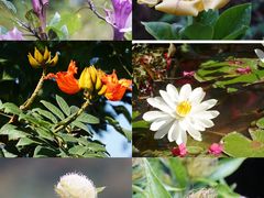 -中国科学院西双版纳热带植物园