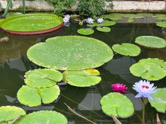 -国家植物园南园