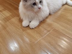 -滚猫咖啡·猫咖·猫友好撸猫(未来城店)