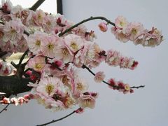 -香雪海