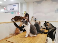 -李小姐の猫咖啡馆(五角场店)