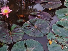 -中国科学院西双版纳热带植物园