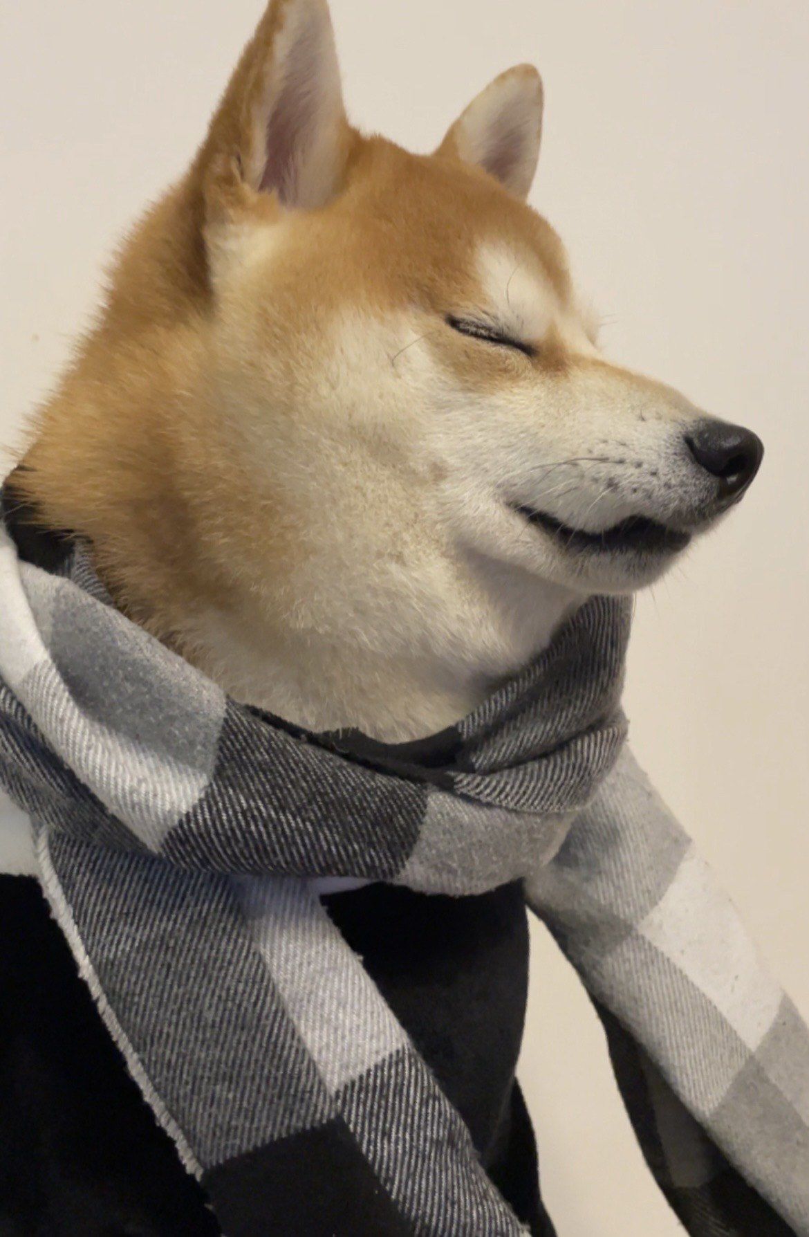 它在鄙视我!怎么办