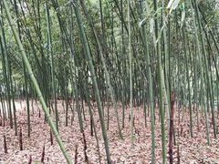 -兰亭风景区
