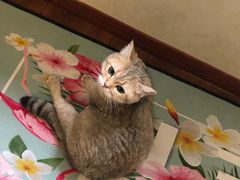 -Meowの猫咖(万家丽店)