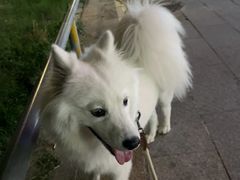 -pd派德宠物中心医院24H急重症·眼科中心·血液透析中心(嵩山北路店)