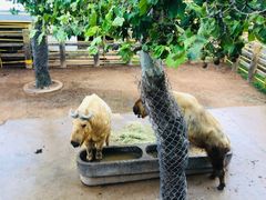 -西霞口神雕山野生动物世界