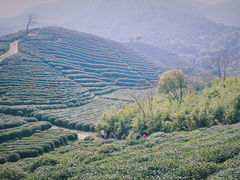 -龙坞茶村