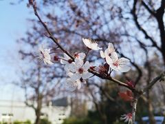 -上海滨江森林公园