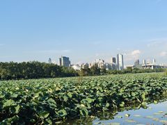 -月湖风景区