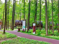 -黄海国家森林公园