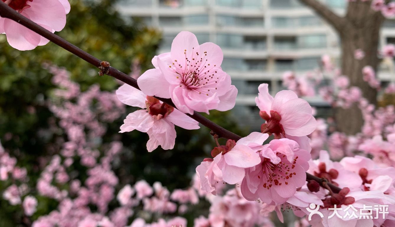 百花齐放