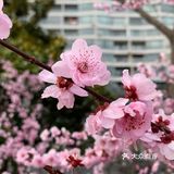 百花齐放