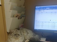 -瑞派康怡24h宠物医院·犬猫医疗中心·微创绝育(瑞景分院)