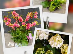 -静岸花卉园艺(三星坊店)