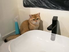 -喵匠猫主题咖啡(凯德和平广场店)