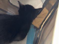 -天使宠物医院·犬猫分诊(彩虹店)