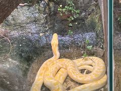 -上海大自然野生昆虫馆(东方明珠·爬宠昆虫探索中心)