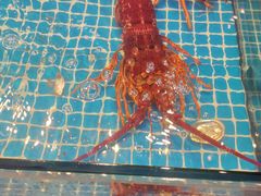 -新金盛·海鲜酒楼(盐田店)