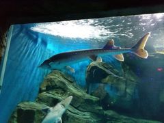-石家庄海洋公园