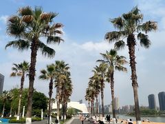 -金沙湖公园