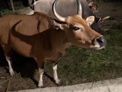 -清迈夜间动物园