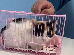 -瑞派福兴宠物医院犬猫全科·骨科·中西医结合(河东店)