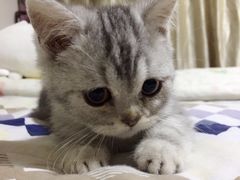 -东方名猫馆·英短金渐层布偶猫舍(环线广场1号楼店)