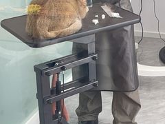 -爱洗澡的猫(望京店)