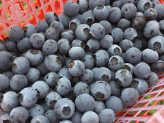 -花山蓝莓采摘园