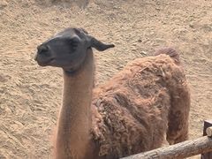 -石家庄市动物园