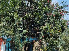 -杨厝六十六农庄农舍(杨厝路店)