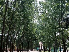 -合肥滨湖国家森林公园