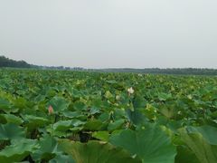 -西青郊野公园
