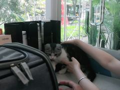 -纳吉亚猫专科动物医院·北北分院
