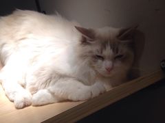 -飞行喵MR PILOT|猫舍·猫咖(静安大融城店)
