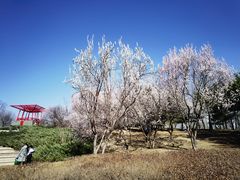 -大望京公园