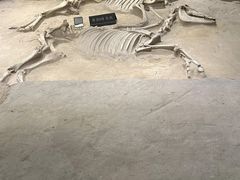 -洛阳周王城天子驾六博物馆