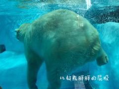 -海合安成都极地海洋公园