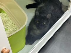 -青奢宠物·青奢猫舍