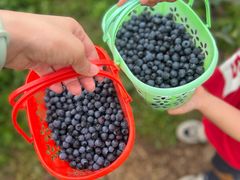 -金谷域澳洲庄园